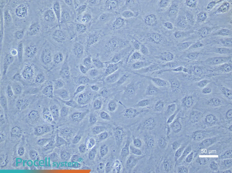 Human Intestinal Microvascular Endothelial Cell Complete Medium - 4