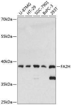 Western blot analysis of extracts of various cell lines using FA2H Polyclonal Antibody at 1:3000 dilution.