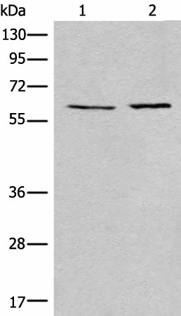 Western blot analysis of A172 and Jurkat cell lysates  using USP14 Polyclonal Antibody at dilution of 1:400