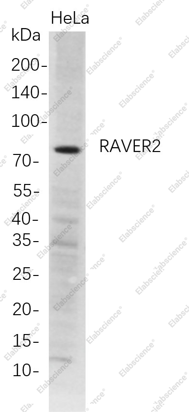 Recombinant RAVER2 Monoclonal Antibody - 1