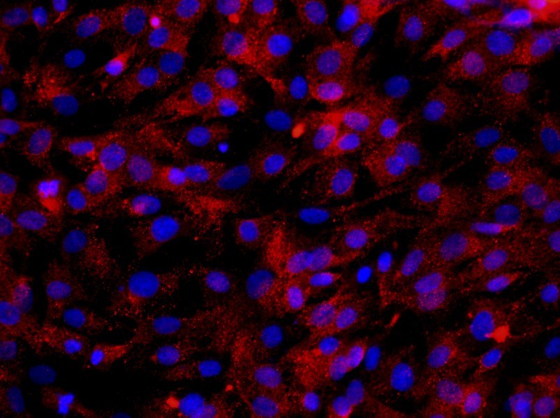 Rat Skeletal Muscle Cell Complete Medium - 2