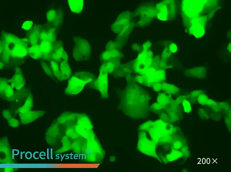 HeP G2-LUC-EGFP Cell Complete Medium - 5