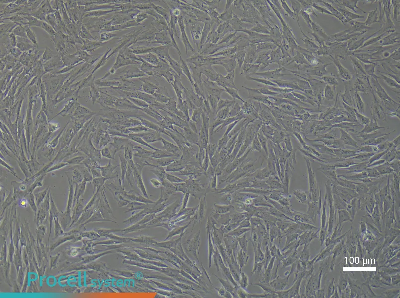 Porcine Skeletal Muscle Satellite Cell Complete MediumPorcine Skeletal Muscle Satellite Cell Complete Medium - 2