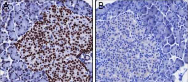 Recombinant Histone H4 (Acetyl Lys12) Monoclonal Antibody - small - 6