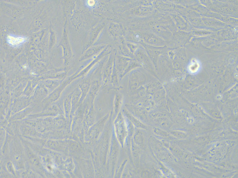 SNU-475 Cell Complete Medium - 6
