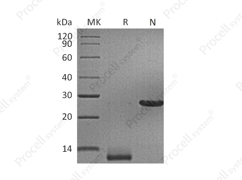 TGF&beta;3/TGFB3, Human, Recombinant