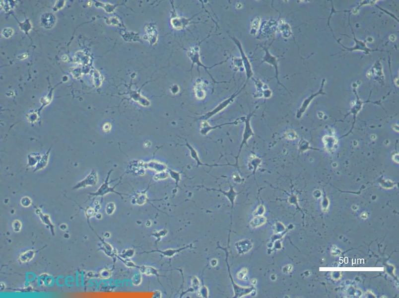 Mouse Spinal Cord Neuron Complete Medium - small - 5
