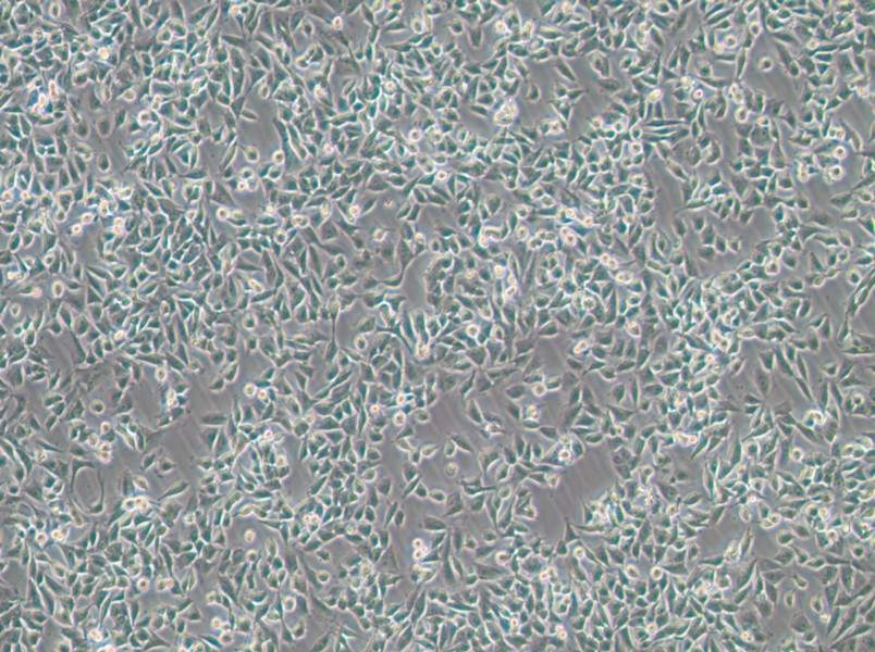 CHP-212 Cell Complete Medium-searchlist-1