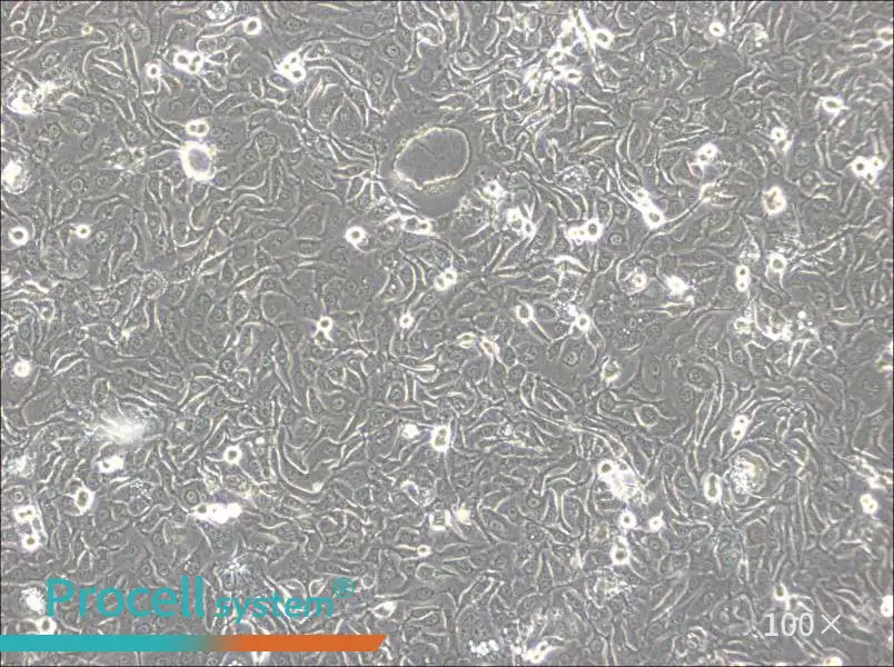 KU-19-19 Cell Complete MediumKU-19-19 Cell Complete Medium - 2