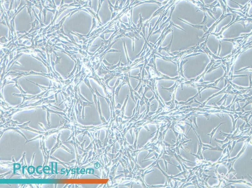 U-87 MG Cell Complete Medium - 3