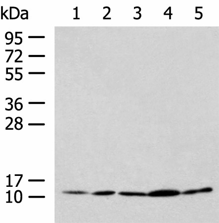 Western blot analysis of HL-60 Hela Jurkat LNCAP HepG2 cell lysates  using PAM16 Polyclonal Antibody at dilution of 1:900