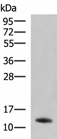 Western blot analysis of Rat pancreas tissue lysate  using PPY Polyclonal Antibody at dilution of 1:2500