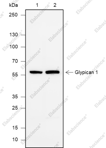 Recombinant Glypican 1 Monoclonal Antibody - 1