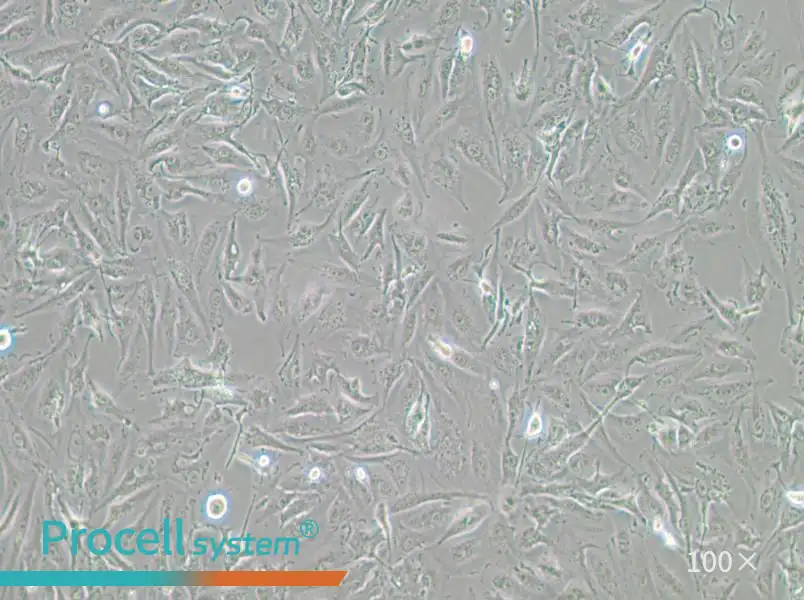 A-498 Cell Complete Medium - 3