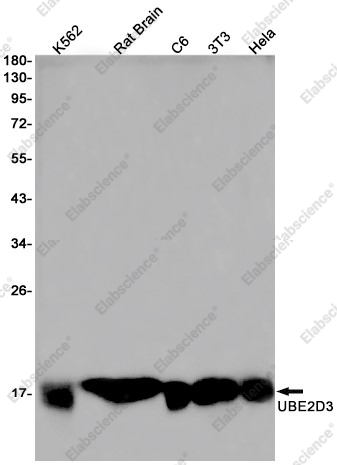 Recombinant UBE2D3 Monoclonal Antibody - 1