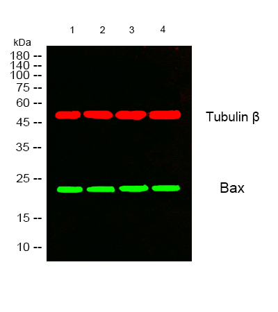 Recombinant Bax Monoclonal Antibody - 3