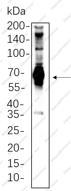 Recombinant SH-PTP2 Monoclonal Antibody - 1