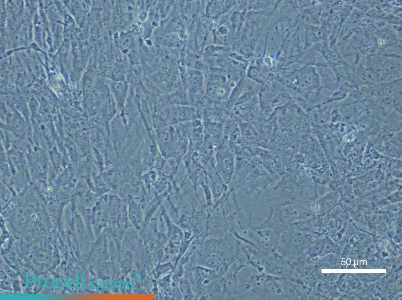 Mouse Synovial Fibroblast Complete Medium - 4