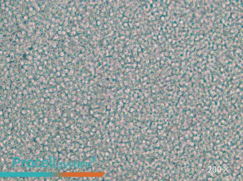 EOL-1 Cell Complete Medium - 5