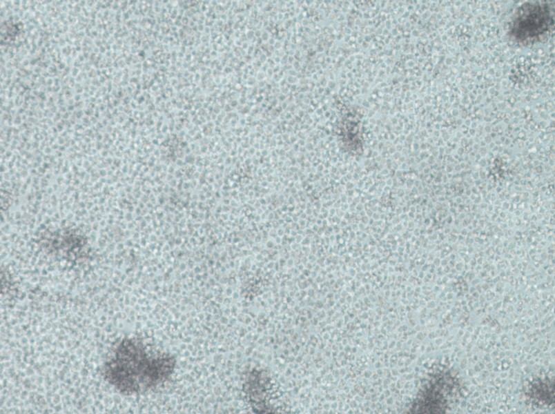 IM-9 Cell Complete Medium - small - 2
