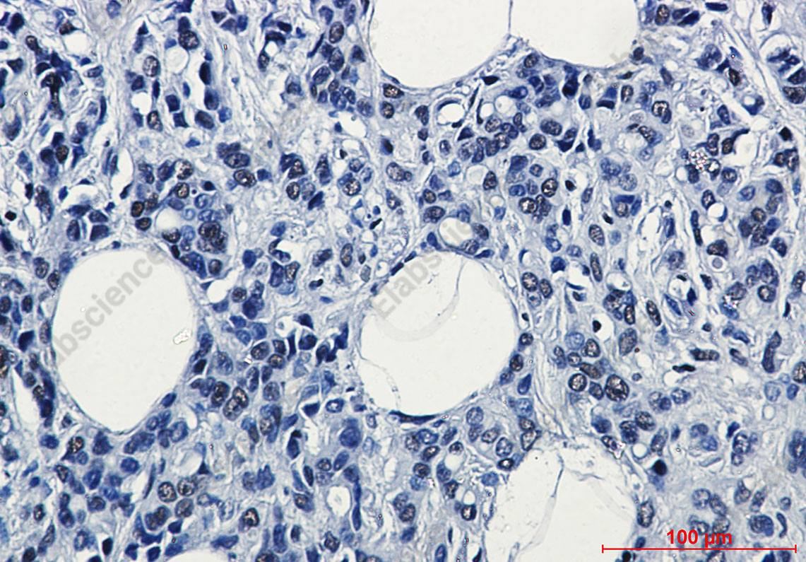 Recombinant RNA polymerase II CTD repeat YSPTSPS Monoclonal Antibody - 3