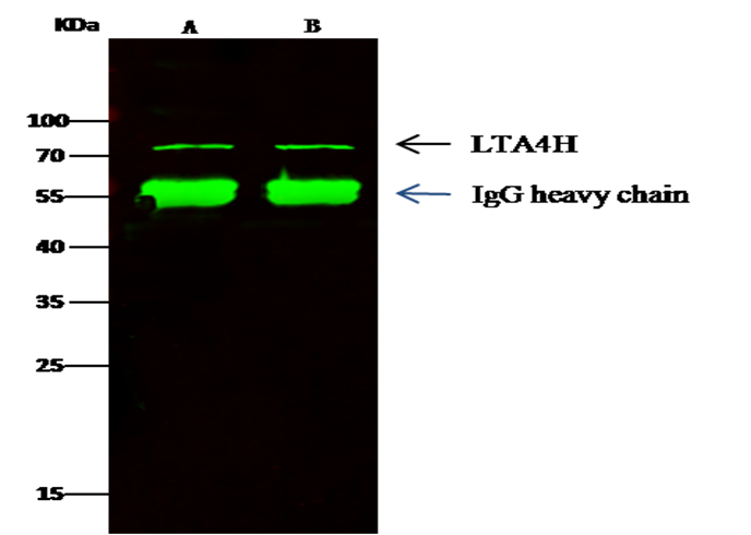 Recombinant Leukotriene A4 Hydrolase/LTA4H Monoclonal Antibody - small - 2