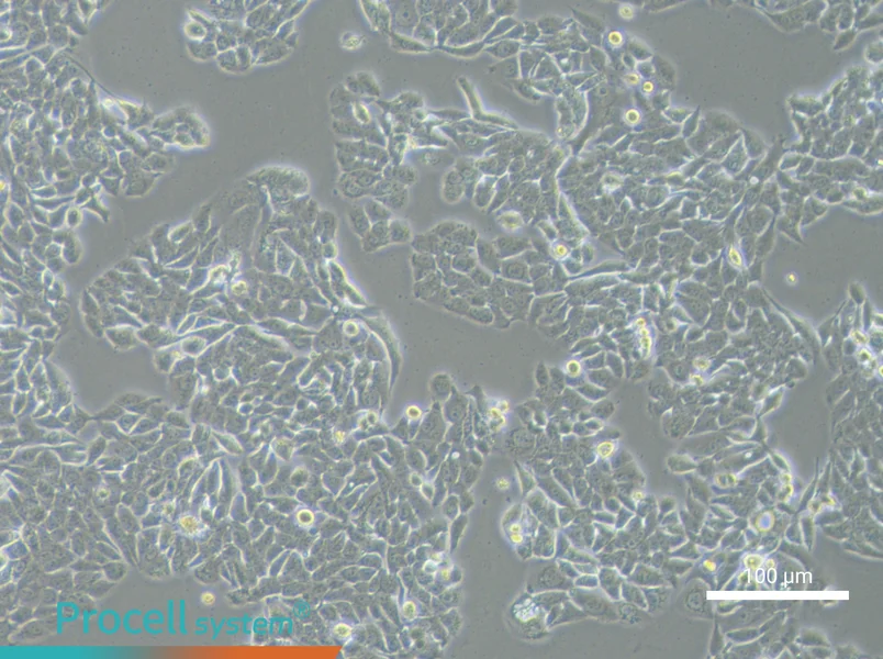 NCI-H358NCI-H358 - 3