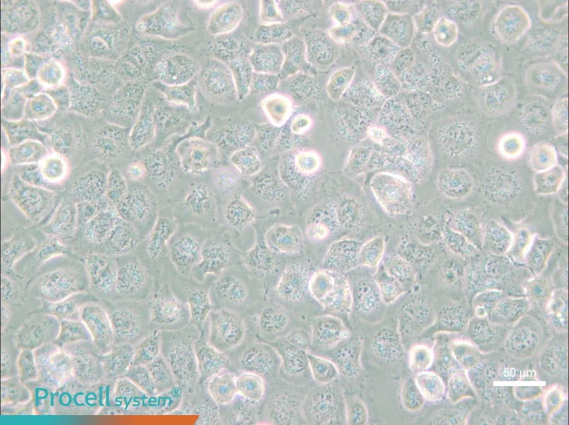 NCI-H661 - 4