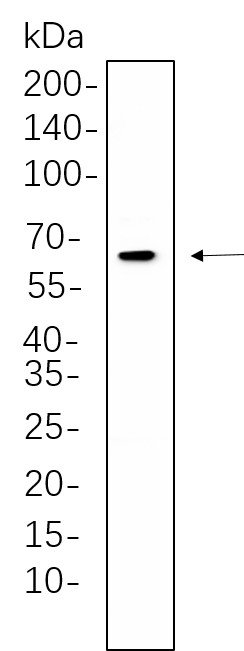 Recombinant PKR Monoclonal Antibody-searchlist-1