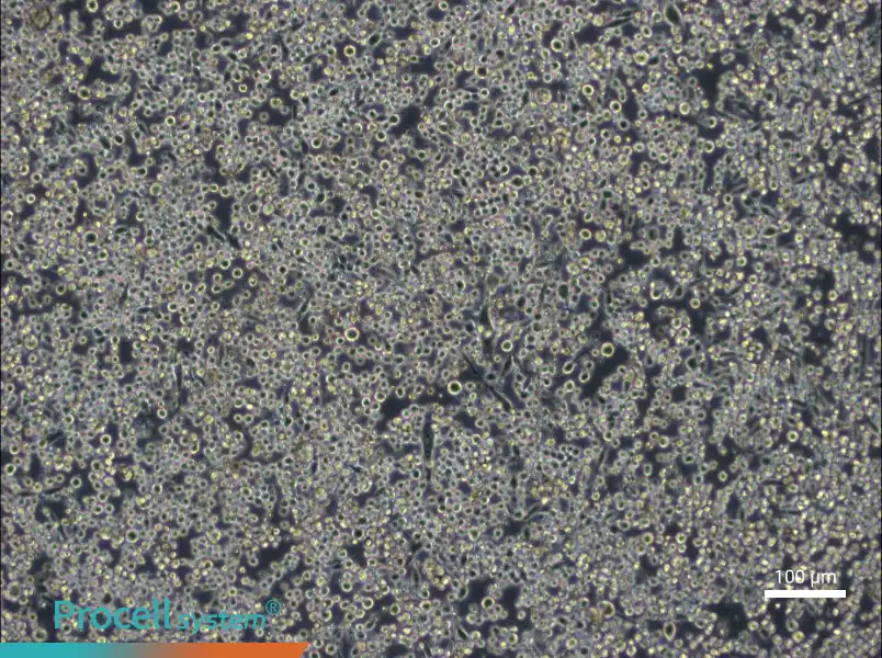 L6565 Cell Complete Medium - 1