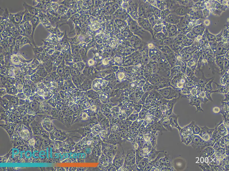 HuH-6 (DMEM) Cell Complete Medium - small - 5