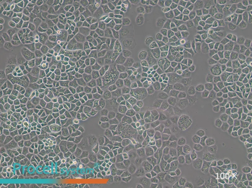 SW-13 (L15) Cell Complete Medium - 1