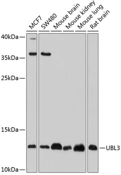 Western blot analysis of extracts of various cell lines using UBL3 Polyclonal Antibody at 1:1000 dilution.
