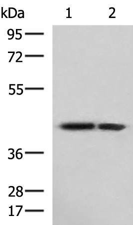 Western blot analysis of Human cerebrum tissue and Human cerebella tissue lysates  using ATP6V1C1 Polyclonal Antibody at dilution of 1:800