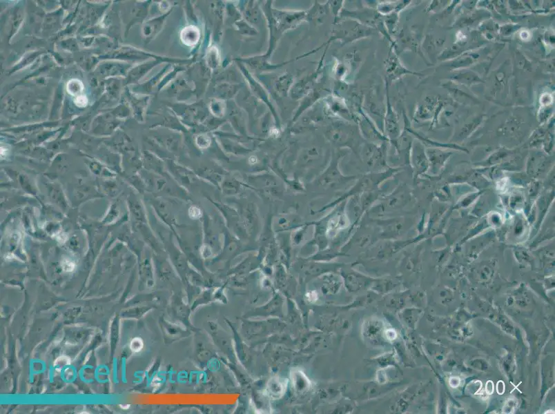 MiCl1 (S+L-) Cell Complete Medium - 6