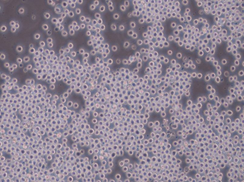 Sp2/0-Ag14[SP2/0] Cell Complete Medium - 5