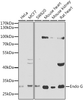 Western blot analysis of extracts of various cell lines using Endo G Polyclonal Antibody at 1:1000 dilution.