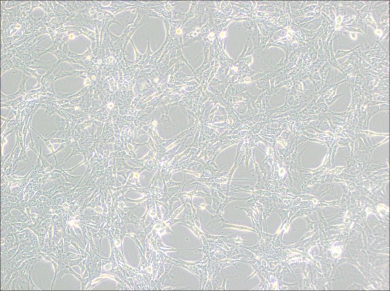 Hey Cell Complete Medium-searchlist-1