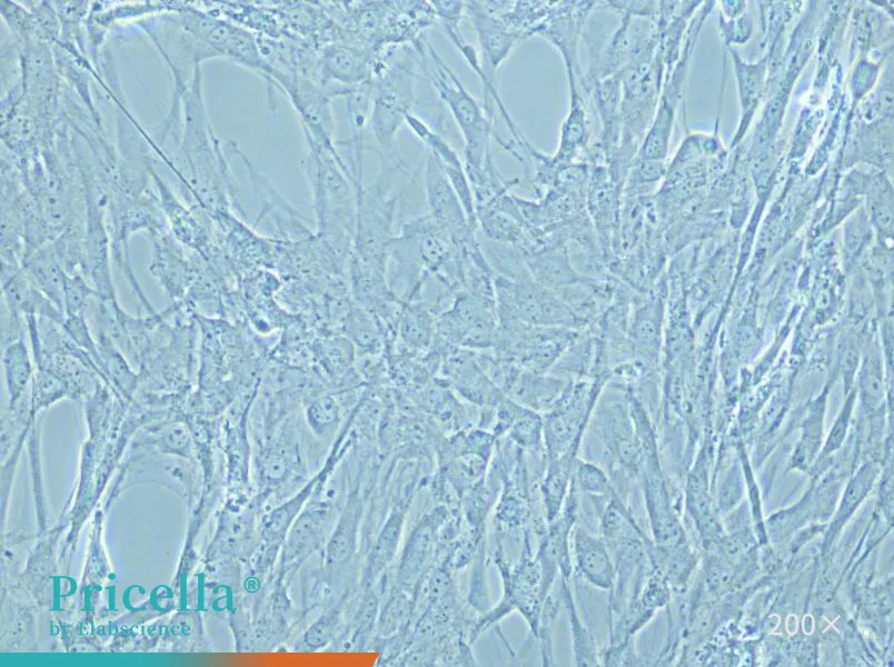 Mouse Brain Microvascular Pericyte Cells Isolation and Culture Kit - small - 5