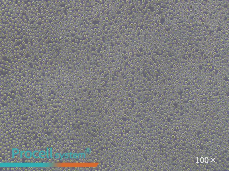 K-562 [K562] Cell Complete Medium - 3