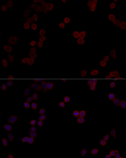 Immunofluorescence analysis of HeLa cells using PPP5C Polyclonal Antibody at dilution of  1:100 (40x lens). Blue: DAPI for nuclear staining.