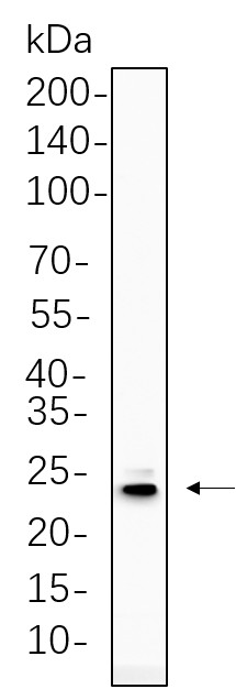 Recombinant PUMA Monoclonal Antibody-searchlist-1