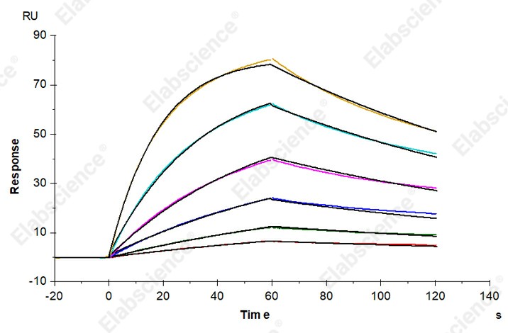 Recombinant Mouse FCGRT & B2M Heterodimer Protein - 2