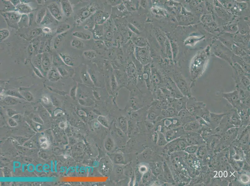 NCI-H1666 Cell Complete Medium - 4