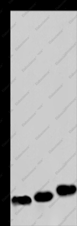 MYL12B Polyclonal Antibody - 1