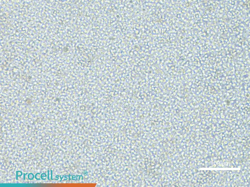 KG-1 Cell Complete MediumKG-1 Cell Complete Medium - 2