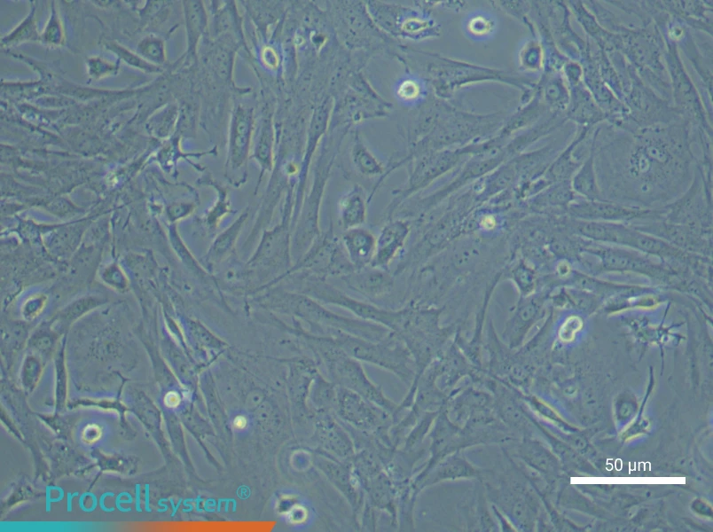 Mouse Intestinal Fibroblast Complete MediumMouse Intestinal Fibroblast Complete Medium - 4