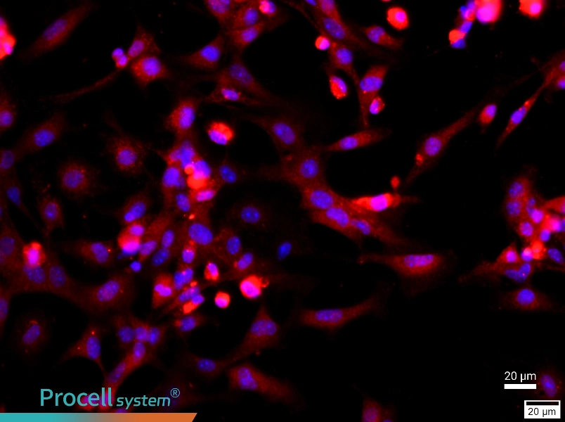 Mouse Type II Alveolar Epithelial Cell Complete MediumMouse Type II Alveolar Epithelial Cell Complete Medium - 2