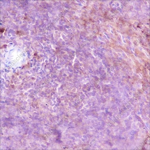 Recombinant VPAC2 Monoclonal Antibody - 2