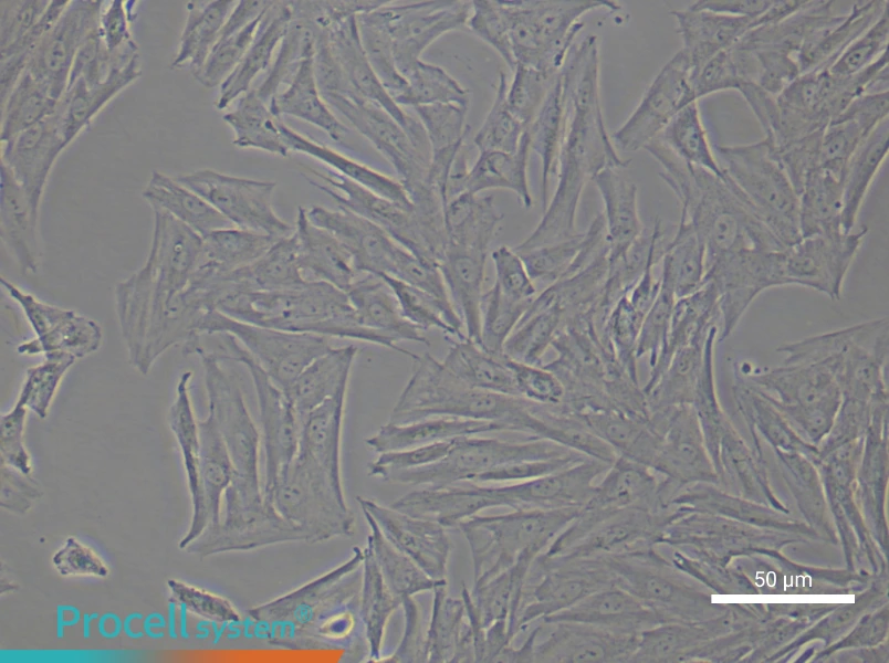 Rat Periodontal Ligament Stem Cell Complete Medium - small - 4